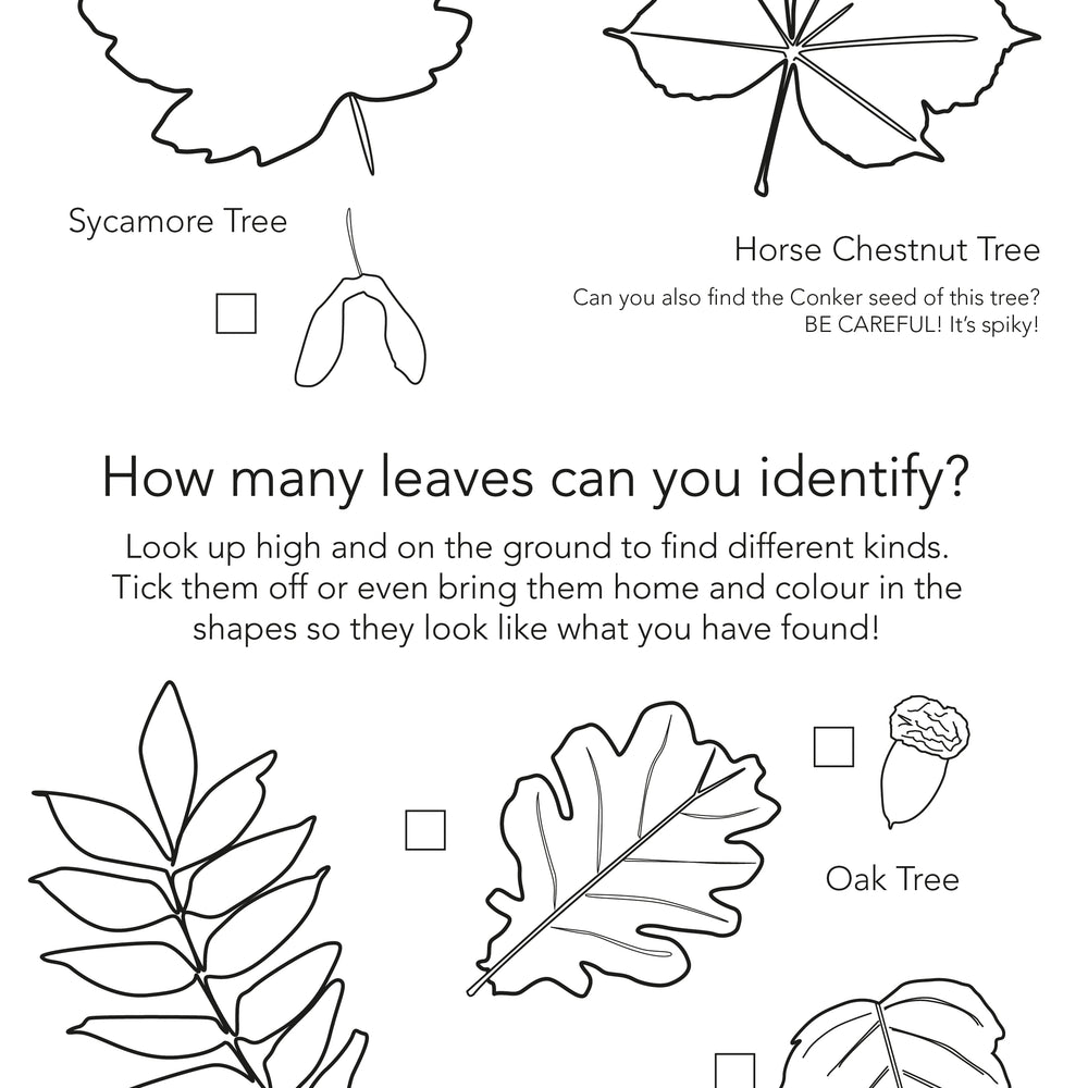 Free Autumn Activity Page - Identifying Leaves