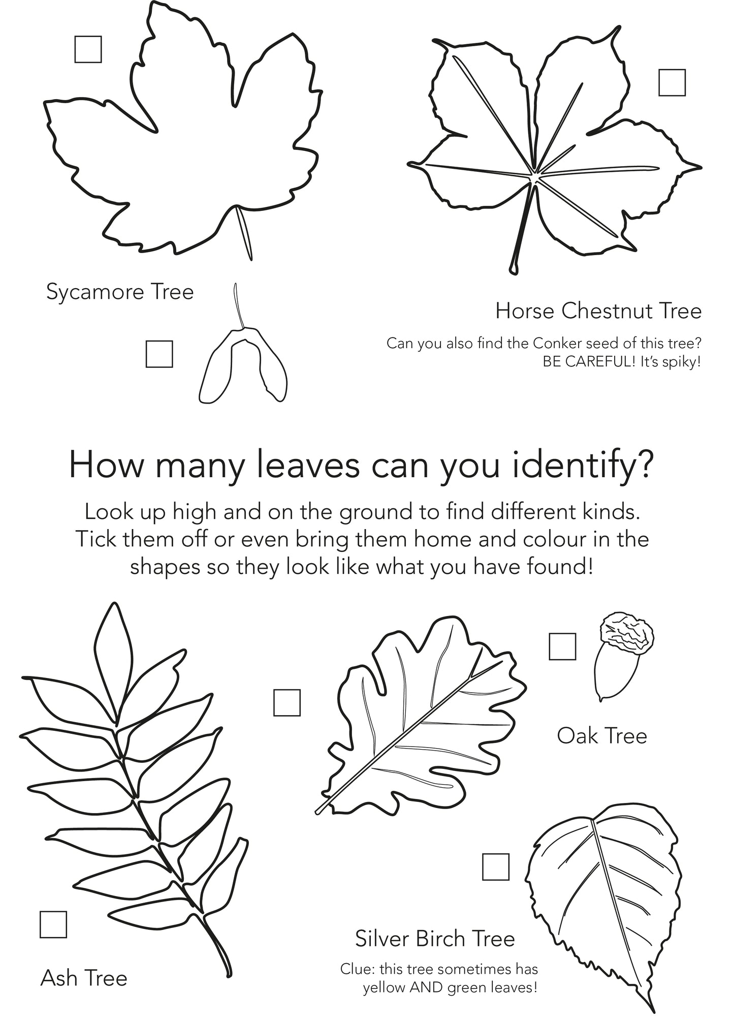 Free Autumn Activity Page - Identifying Leaves