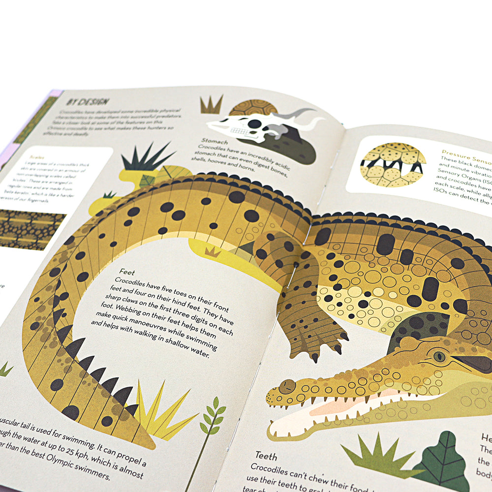 
                  
                    Flying Eye Books Curious About Crocodiles - Owen Davey
                  
                