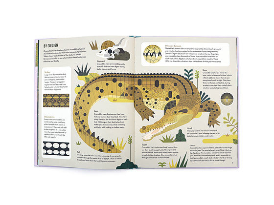 Flying Eye Books Curious About Crocodiles - Owen Davey